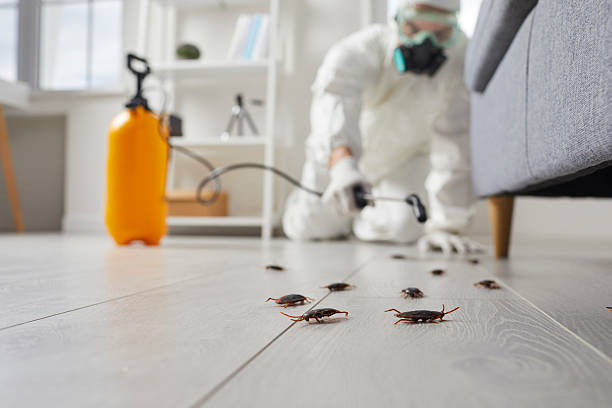 Commercial Rodent Management in Salmon Brook